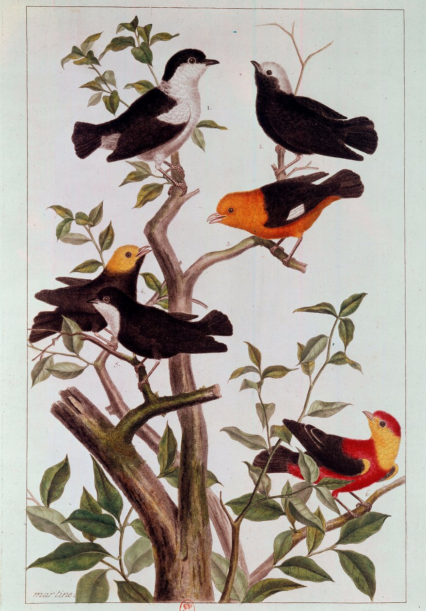 Linnut oksilla Pierre Josephin (1731-1807) litografia 1700-luvun Pariisi, B.N. tekijältä Pierre Joseph Buchoz