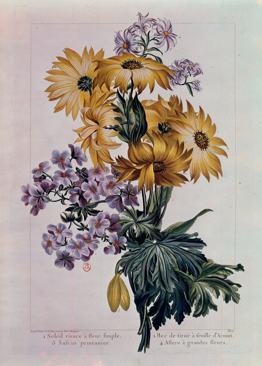 Kimppu aurinkoa ja muita kukkia. Monivuotinen aurinko yksikukkaisella kukkalla, kurkunnokka acouit-lehdellä ja aster suurilla kukilla. Pierre Josephin (1731-1807) litografia 1700-luvun Pariisi, B.N. tekijältä Pierre Joseph Buchoz
