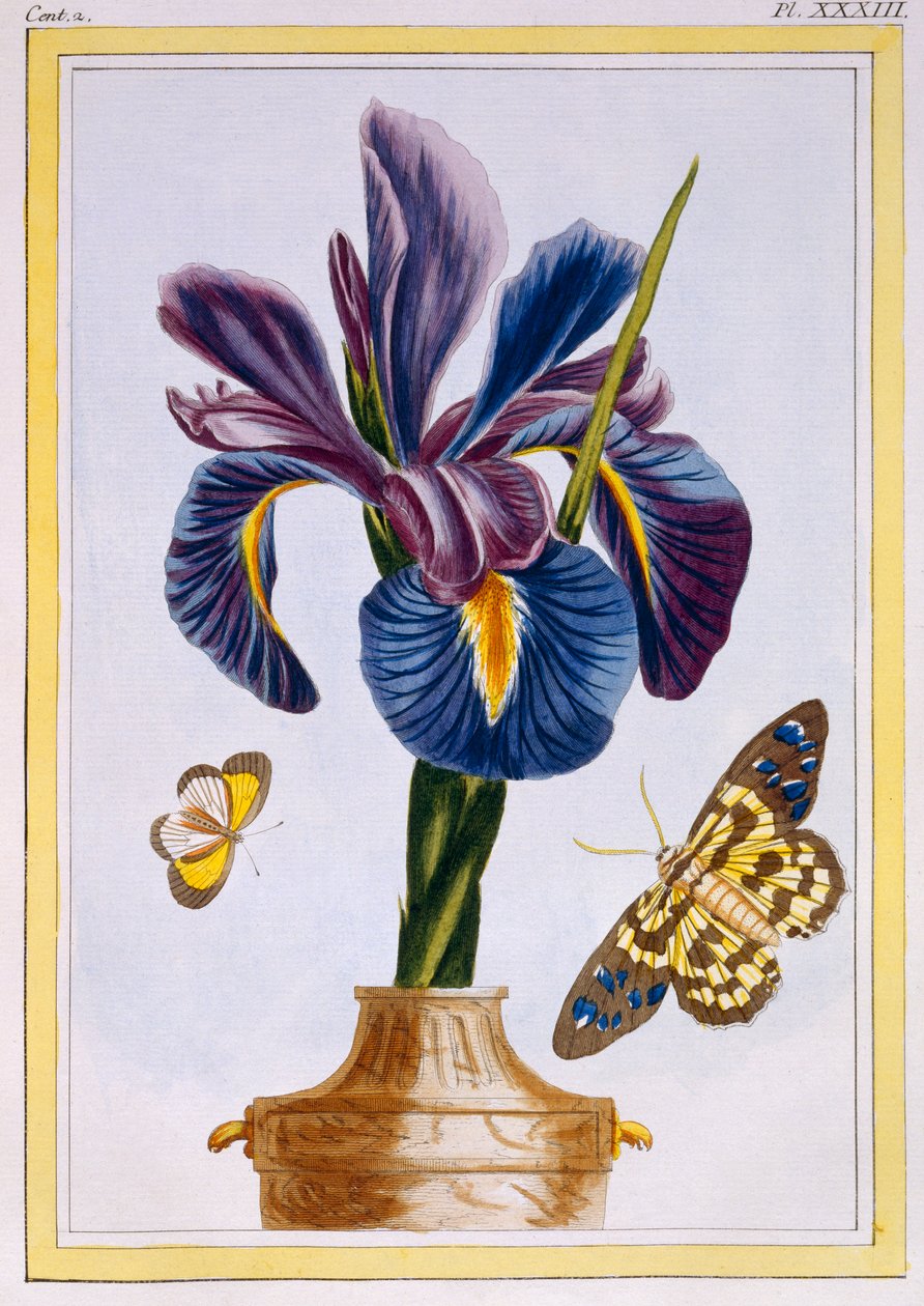 Tavallinen iiris perhosten kanssa, pubi. 1776. tekijältä Pierre Joseph Buchoz