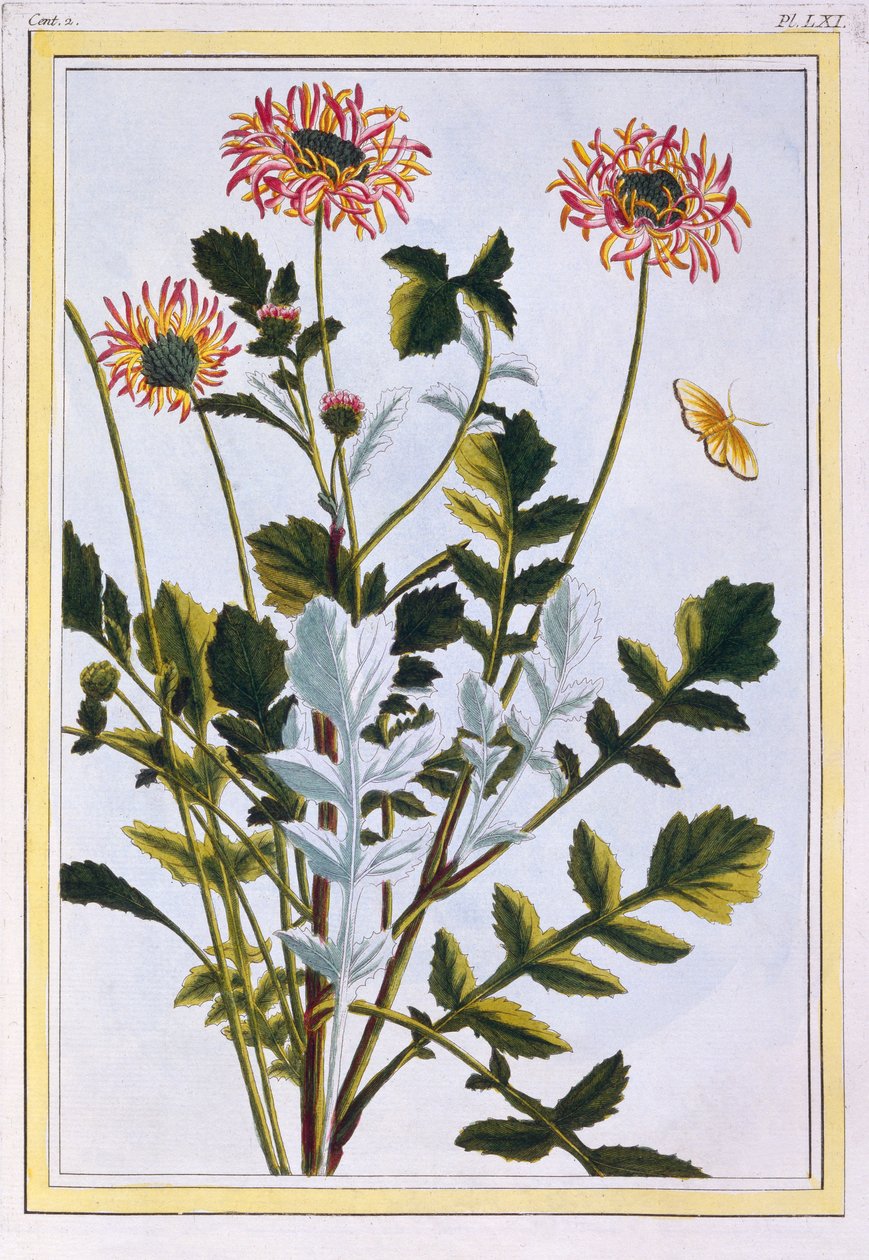 Etiopian Arcotis (afrikkalainen lilja), n. 1766 (käsinvärinen kaiverrus) tekijältä Pierre Joseph Buchoz