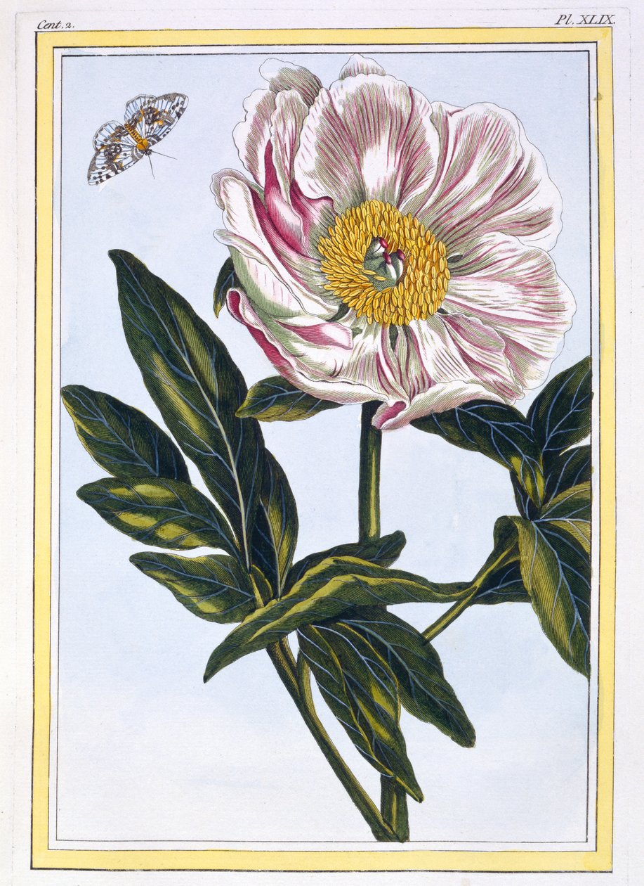 Lihanvärinen tavallinen paeony, pub. 1776. tekijältä Pierre Joseph Buchoz