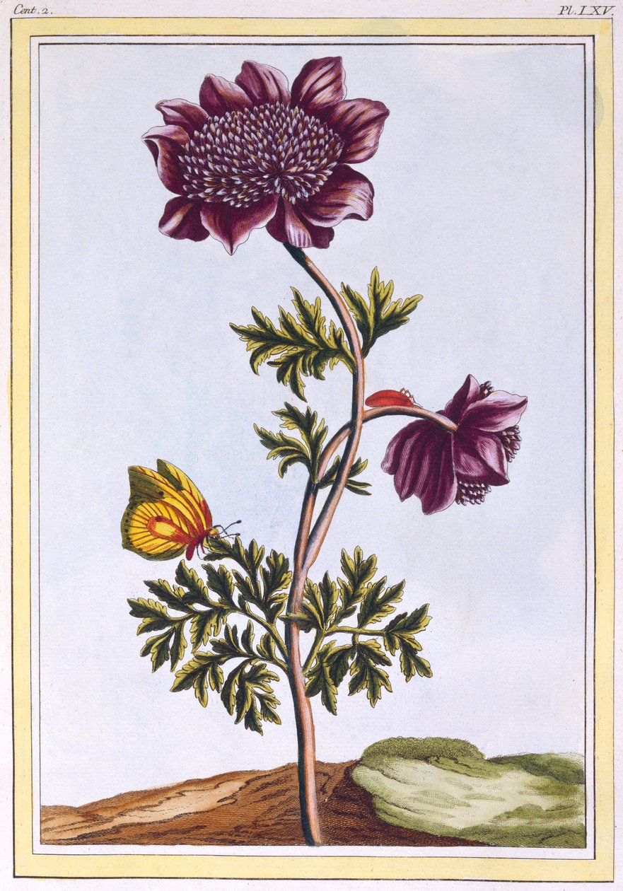 Garden Anenome Windflower, pubi. 1776. tekijältä Pierre Joseph Buchoz