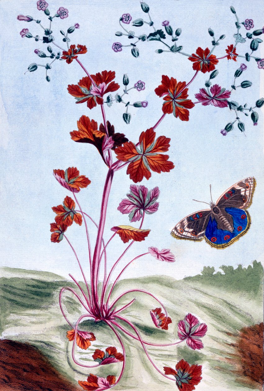 Kiiltävä Cranesbill, pubi. 1776. tekijältä Pierre Joseph Buchoz