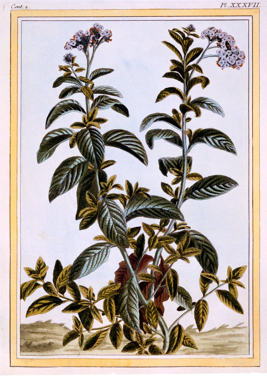 Heliotrooppi tai kirsikkapiirakka, n. 1766 (käsinvärinen kaiverrus) tekijältä Pierre Joseph Buchoz
