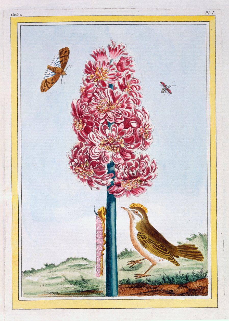 Hyasintti, n. 1766 (käsinvärinen kaiverrus) tekijältä Pierre Joseph Buchoz