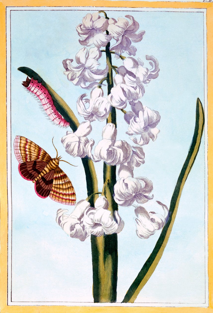 Hyasintti, noin 1766 (käsin väritetty kaiverrus). tekijältä Pierre Joseph Buchoz