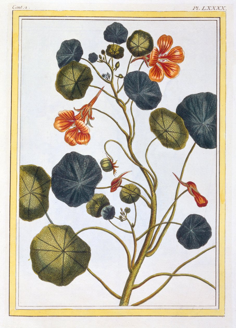 La Capucine Nasturtium, pubi. 1776 tekijältä Pierre Joseph Buchoz