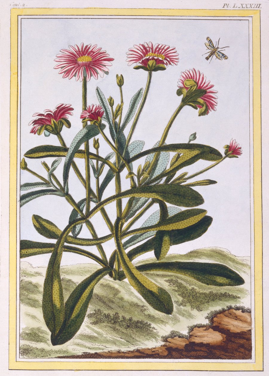 The Ficoid of Africa tai Mesembryanthemum, pubi. 1776. tekijältä Pierre Joseph Buchoz