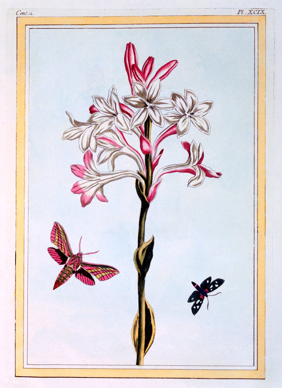 Tuberose, pubi. 1776. tekijältä Pierre Joseph Buchoz