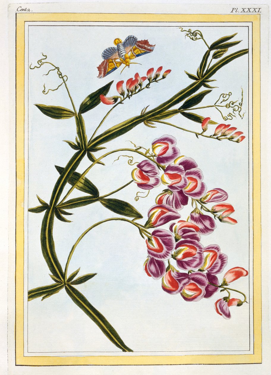 Le Grand Lathyre Everlasting Sweet Pea, pub. 1776. finlandès tekijältä Pierre Joseph Buchoz