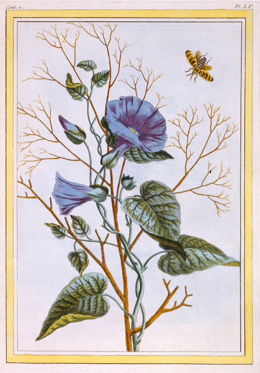 The Great Purple Bindweed Convolvulus, pubi. 1776. tekijältä Pierre Joseph Buchoz
