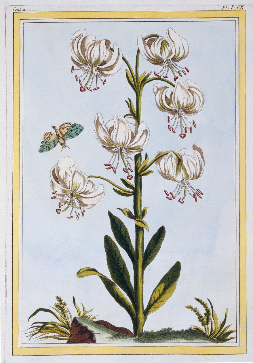 Le Martagan Blanc,  pub. 1776. tekijältä Pierre Joseph Buchoz