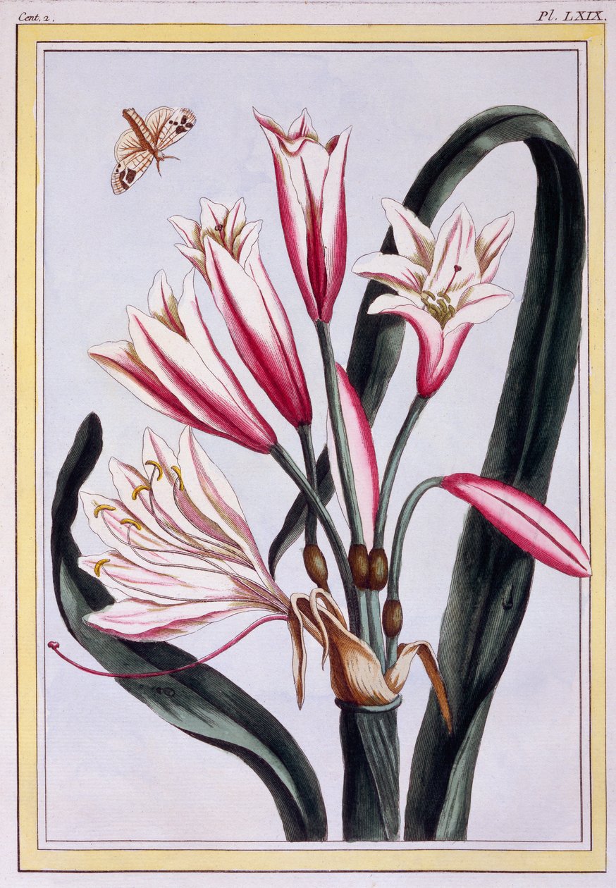 Pitkälehtinen Amaryllis, pub. 1776. tekijältä Pierre Joseph Buchoz