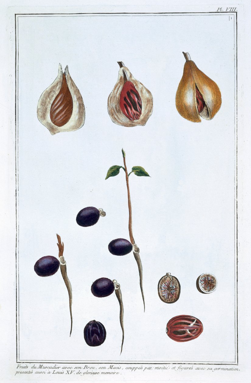 Muskottipähkinä, c1751-1807 tekijältä Pierre Joseph Buchoz