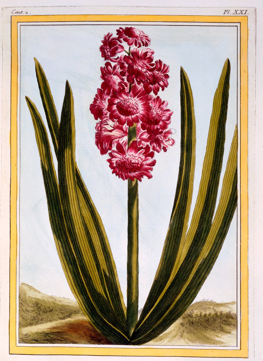 Royal Crimson, pubi. 1776. tekijältä Pierre Joseph Buchoz