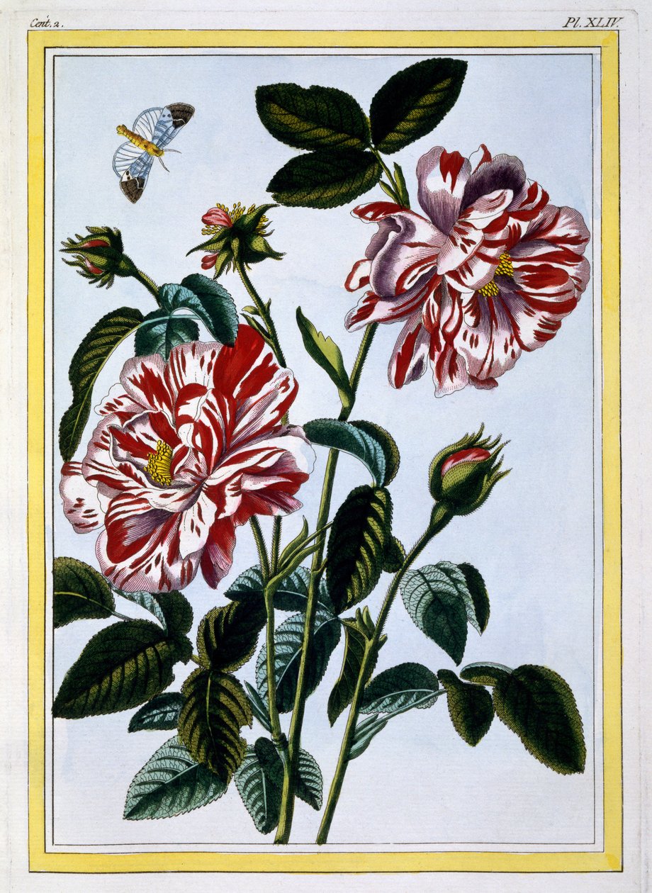 Englannin kirjava ruusu, pubi. 1776. tekijältä Pierre Joseph Buchoz