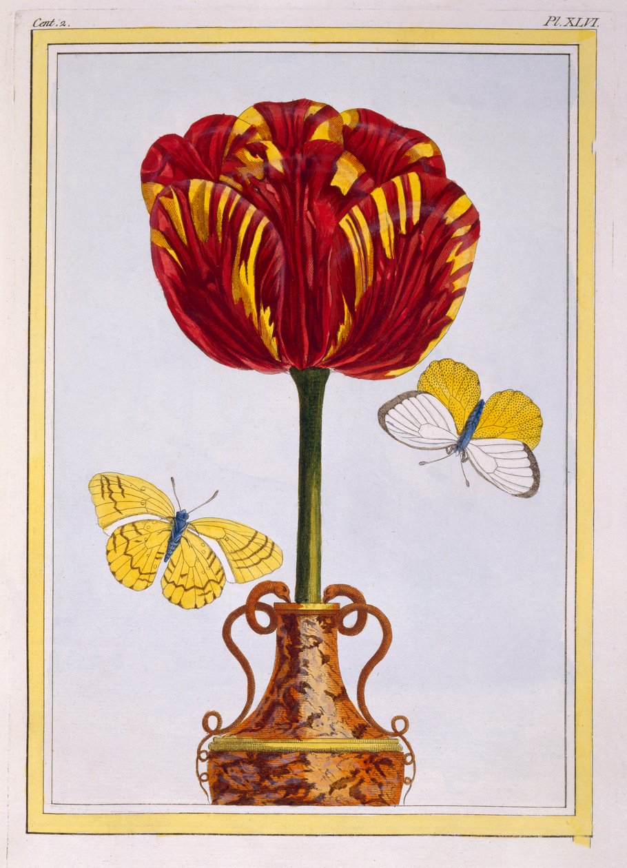 Tulppaani 