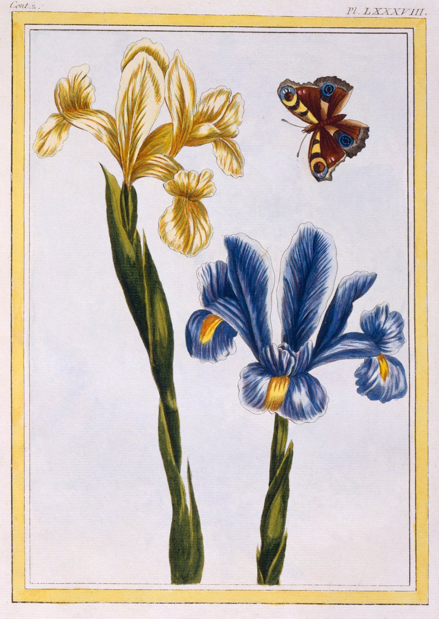 Keltaiset ja violetit iirikset, pub. 1776. tekijältä Pierre Joseph Buchoz