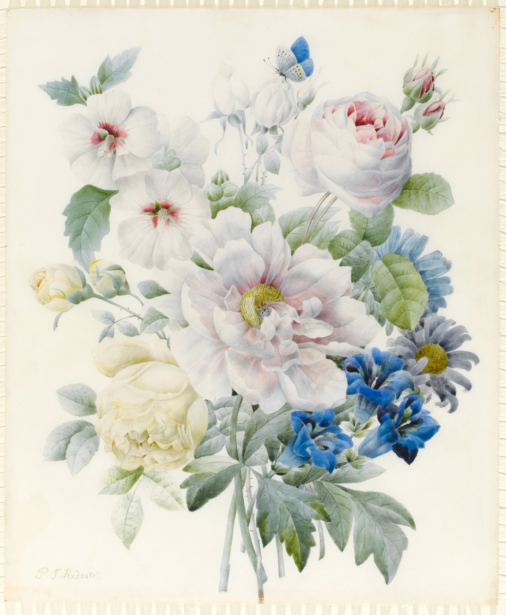 Kimppu kukkia, mukaan lukien pioni, ruusut, hibiscus, asterit, gentian ja kuvitteellinen sininen perhonen (grafiitti ja wc, jossa arabikumia grafiitin päällä perhosella) tekijältä Pierre Joseph Redouté