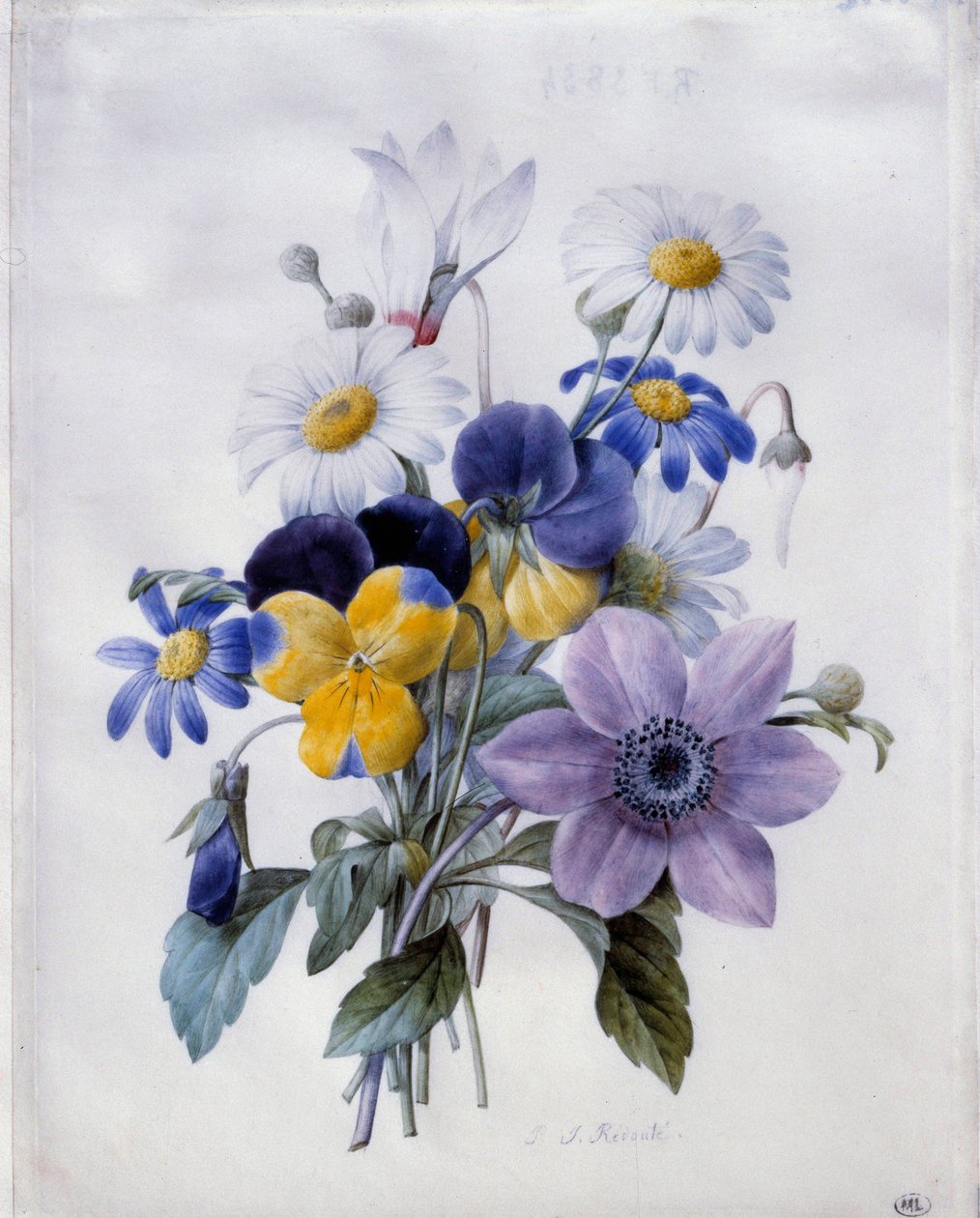 Kukkakimppu: klematiitti, ajatus, päivänkakkara ja syklaami. Pierre Joseph Redouten (1759-1840) akvarelli 1800-luvun aurinko. 0,19x0,18 m. Pariisi, Louvre-museo tekijältä Pierre Joseph Redouté
