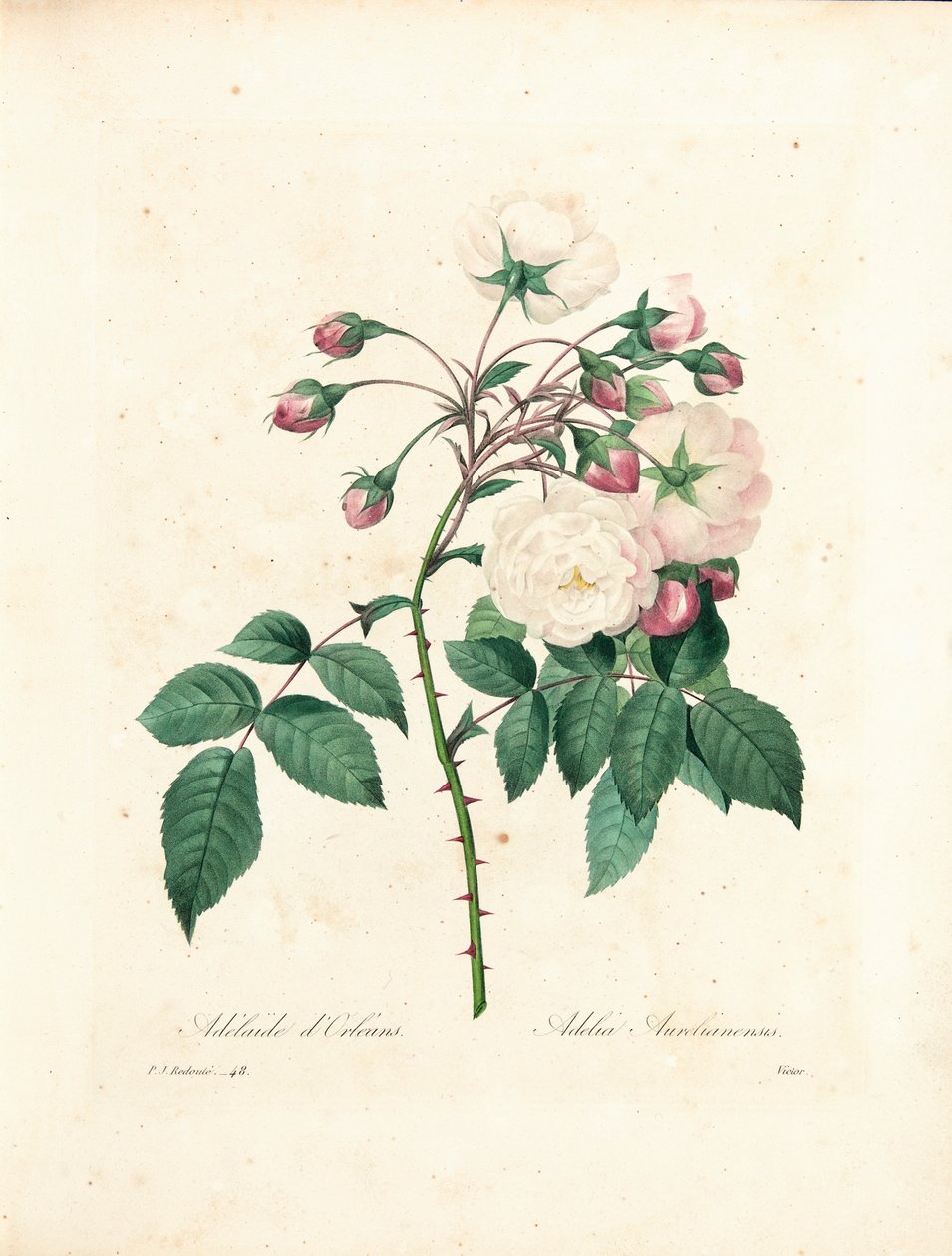 Victorin kaivertama Adelaide d