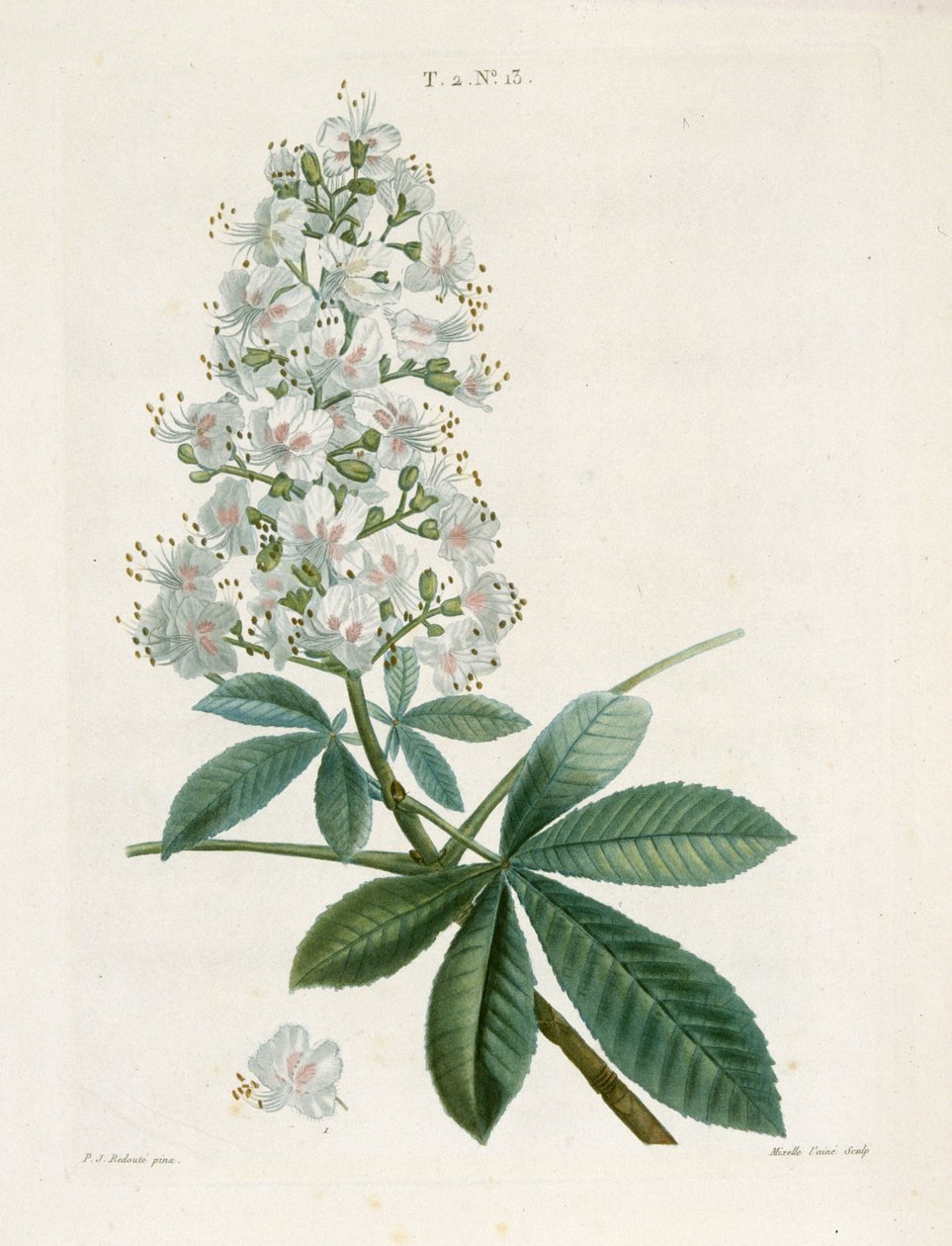 Aesculus Hippocastanum, hevoskastanja, c1800-1830. tekijältä Pierre Joseph Redouté
