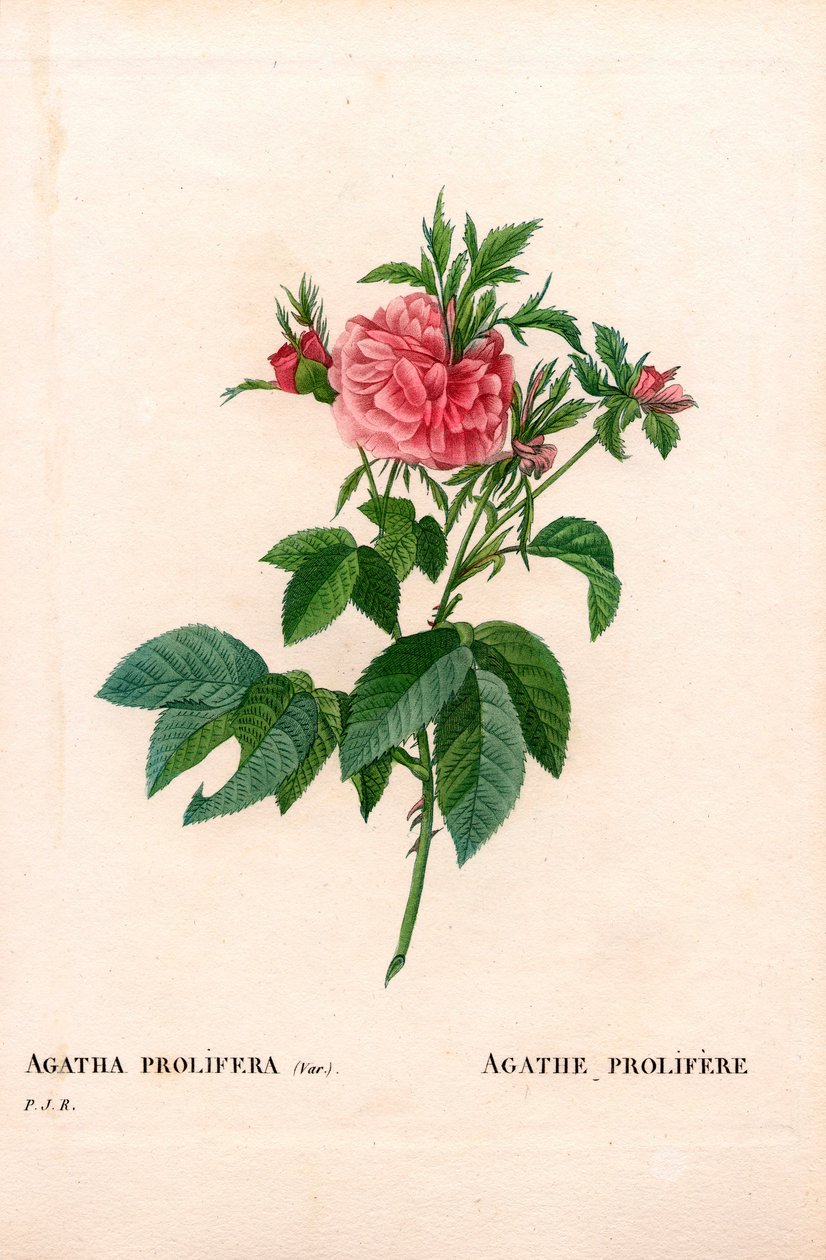 Agatha prolifere ruusu, Rosa gallica -lajike. Käsinvärinen pistekuparikaiverrus Pierre Joseph Redouten teoksesta Les Roses, Paris tekijältä Pierre Joseph Redouté