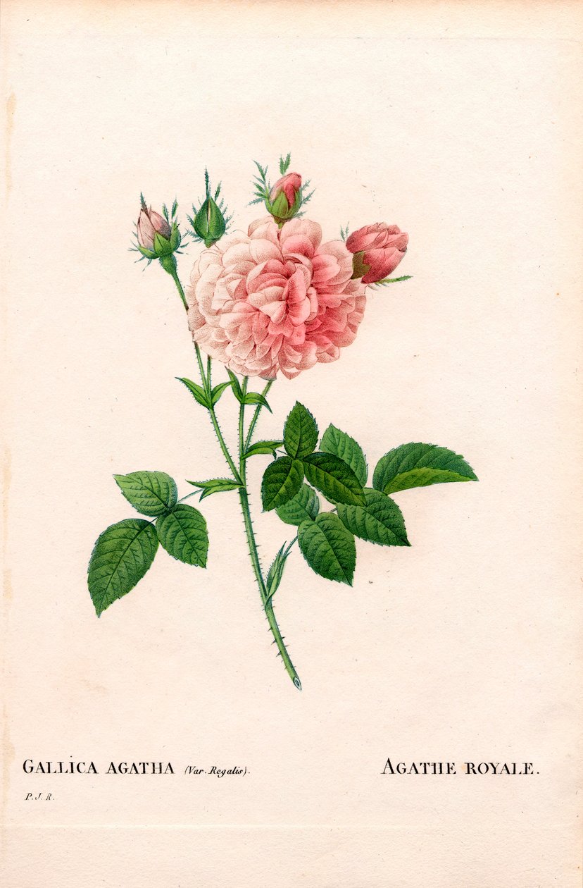 Agathe Royale ruusu, Rosa gallica -lajike. Käsinvärinen pistekuparikaiverrus Pierre Joseph Redouten teoksesta Les Roses, Paris tekijältä Pierre Joseph Redouté