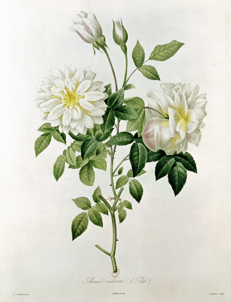 Aime Vibere (Tee), kaiverrus Eustache Hyacinthe Langlois (1777-1837) tekijältä Pierre Joseph Redouté