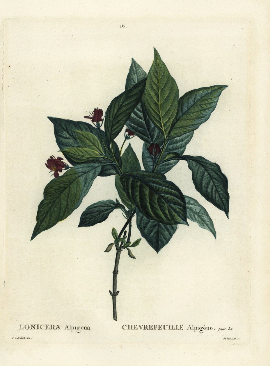 Alppikuusama, Lonicera alpigena. Du Ruisseaun käsinvärinen pistekaiverrus Pierre-Joseph Redouten kuvituksen jälkeen Henri Louis Duhamel du Moncelin teoksesta Treat des Arbres et Shrustes, Pariisi tekijältä Pierre Joseph Redouté