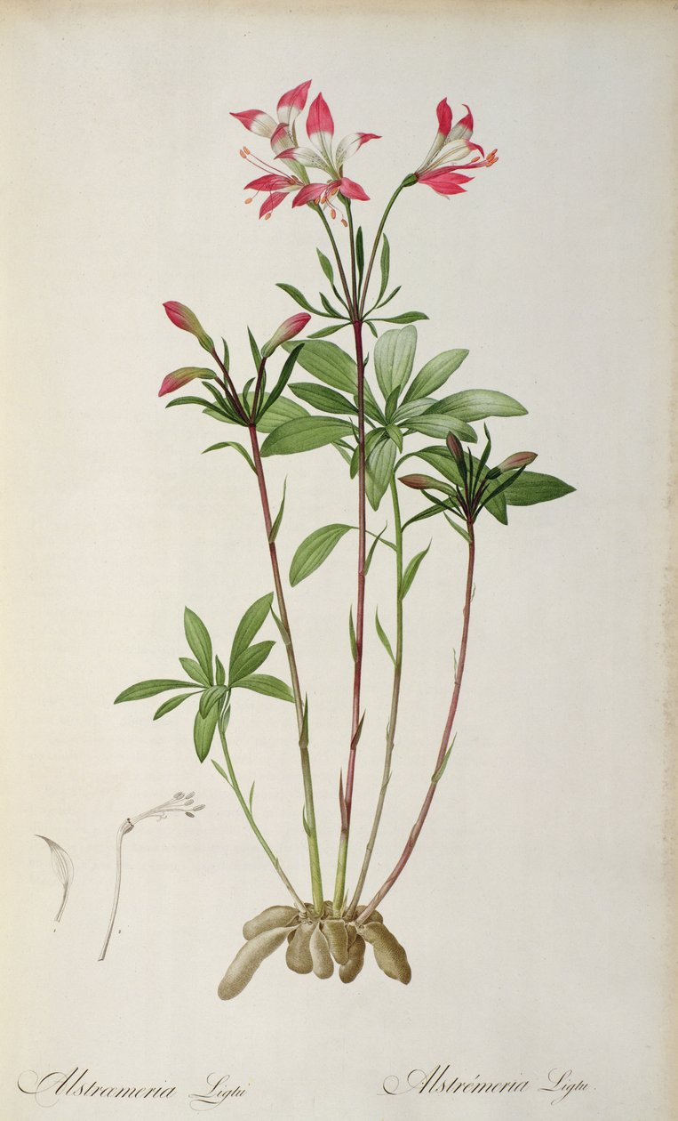 Alstraemeria Ligtu, Pierre Redouten teoksesta "Les Liliacees", 8 osaa, julkaistu 1805-1616, (värinen kaiverrus) tekijältä Pierre Joseph Redouté