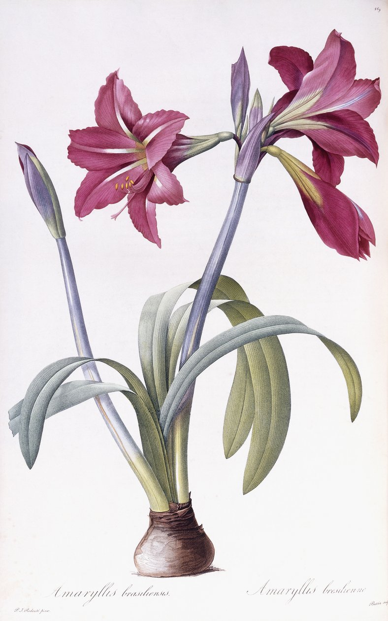 Amaryllis Brasiliensis tekijältä Pierre Joseph Redouté