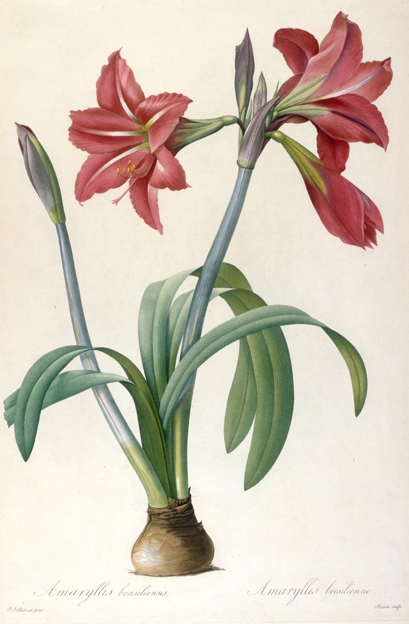 Amaryllis brasiliensis Brasilian Amaryllis. tekijältä Pierre Joseph Redouté