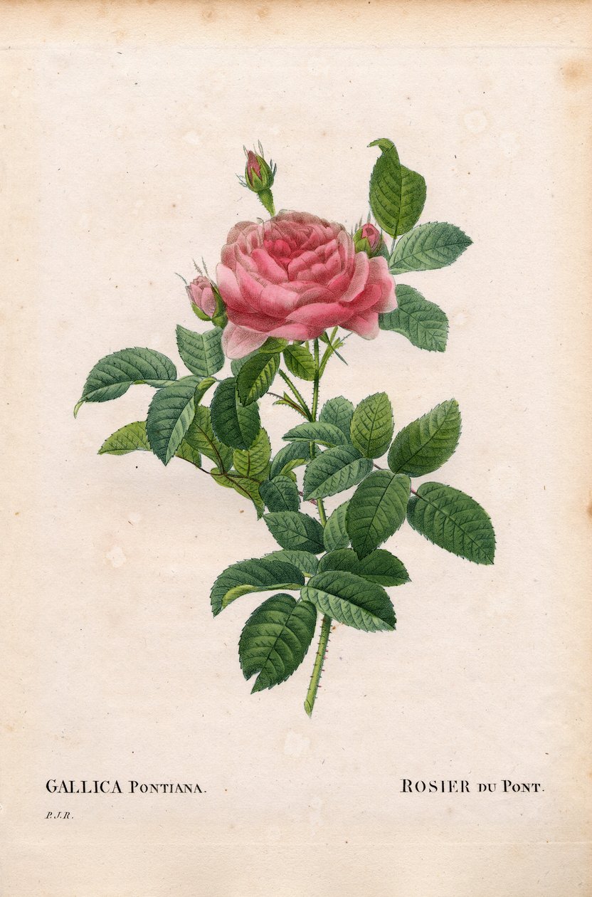 Andre Du Pontin ruusu, Rosa gallica -lajike, Rosier du Pont. Käsinvärinen pistekuparikaiverrus Pierre Joseph Redouten teoksesta "Les Roses" Paris tekijältä Pierre Joseph Redouté