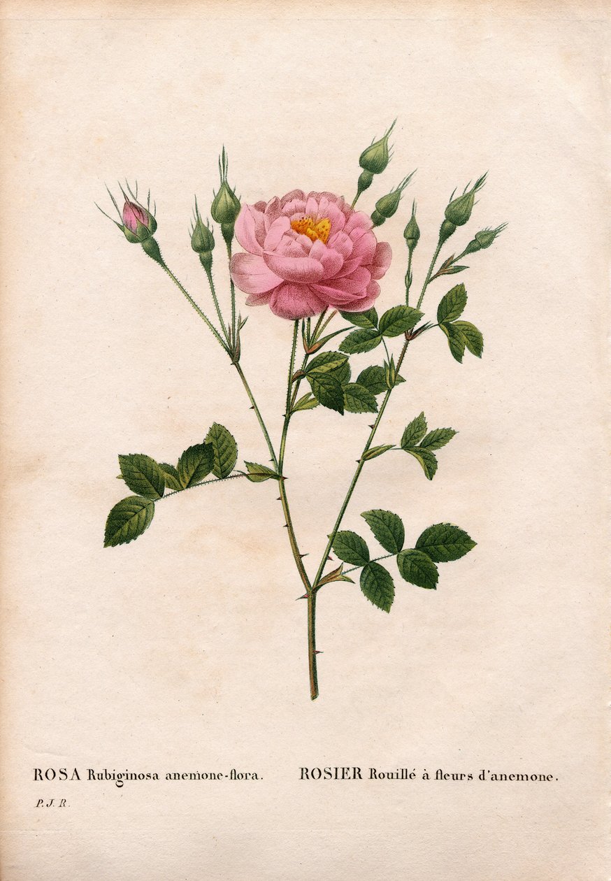 Anemone-kukkainen sweetbriar ruusu, Rosa rubiginosa -lajike, Ruusu ruoste vuokokukilla. Käsinvärinen pistekuparikaiverrus Pierre Joseph Redouten teoksesta Les Roses, Paris tekijältä Pierre Joseph Redouté