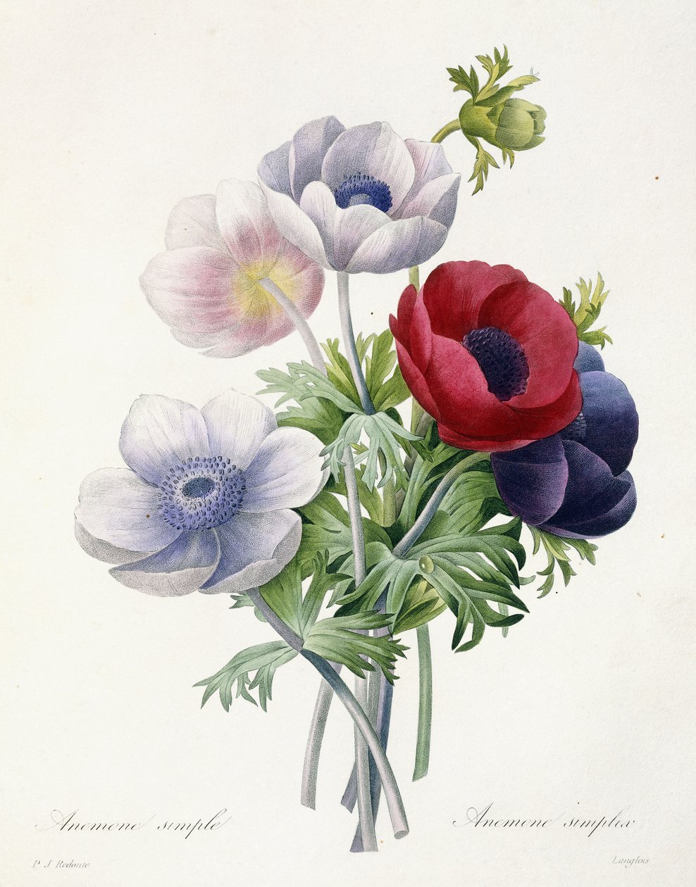 Yksittäinen vuokko, Pierre Joseph Redouten teoksesta "Kauneimpien kukkien ja kauneimpien hedelmien valinta", 1829 tekijältä Pierre Joseph Redouté