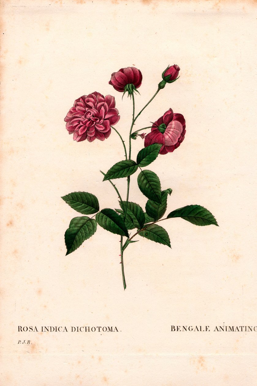 Animoi kiinaruusu, Rosa chinensis -hybridi, animaatio Bengalissa. Käsinvärinen pistekuparikaiverrus Pierre Joseph Redouten teoksesta Les Roses, Paris tekijältä Pierre Joseph Redouté