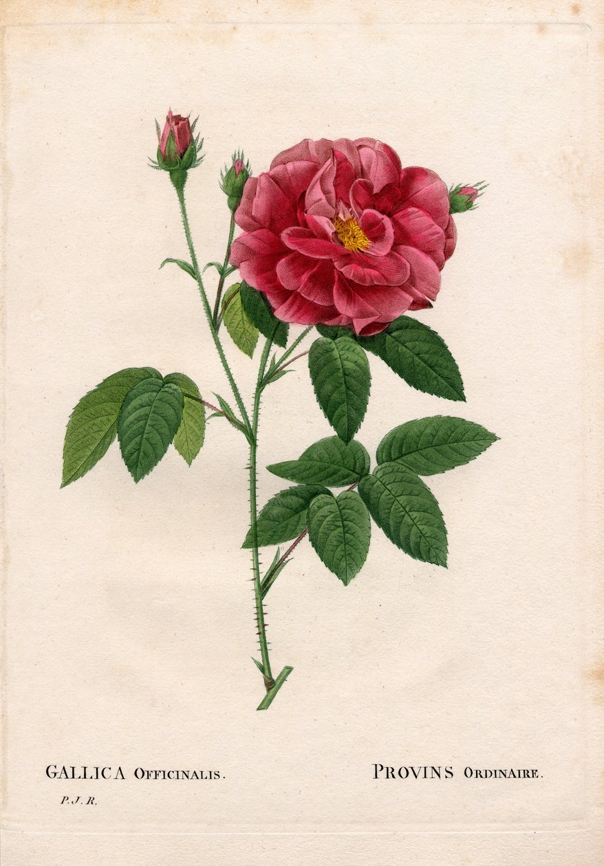 Apteekin ruusu, Rosa gallica var. officinalis, Rose de Provins tavallinen. Käsinvärinen pistekuparikaiverrus Pierre Joseph Redouten teoksesta Les Roses, Paris tekijältä Pierre Joseph Redouté