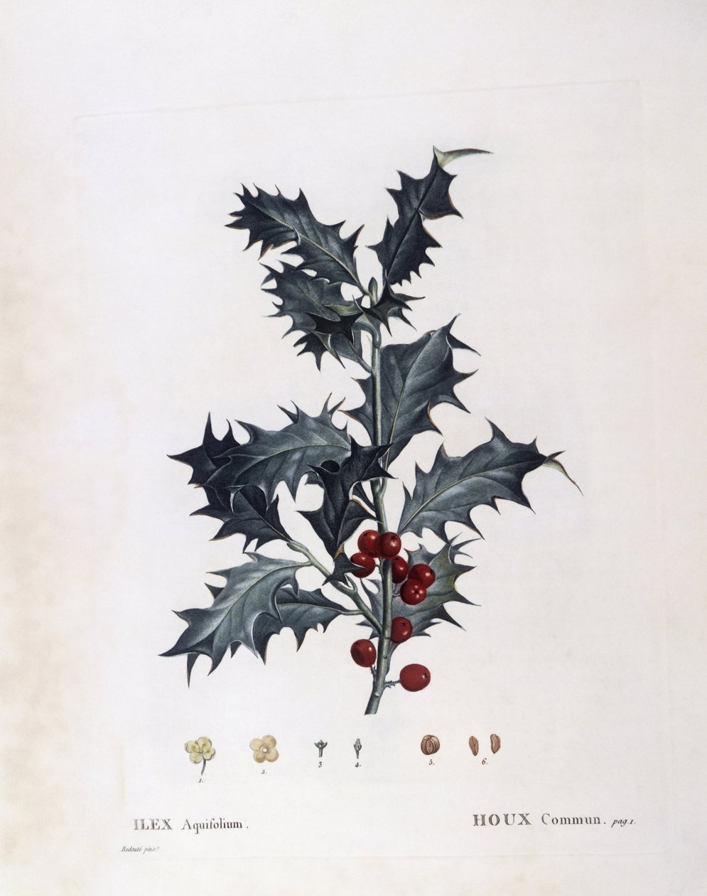 Aquifoliaceae - Euroopan holly (Ilex aquifolium). (kasvitieteellinen levy tekijältä Pierre Joseph Redouté