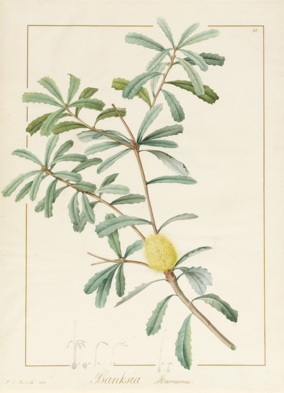 Banksia Marcescens, 1813 (wc ja vartaloväri grafiitin päällä perunakalvolla) tekijältä Pierre Joseph Redouté