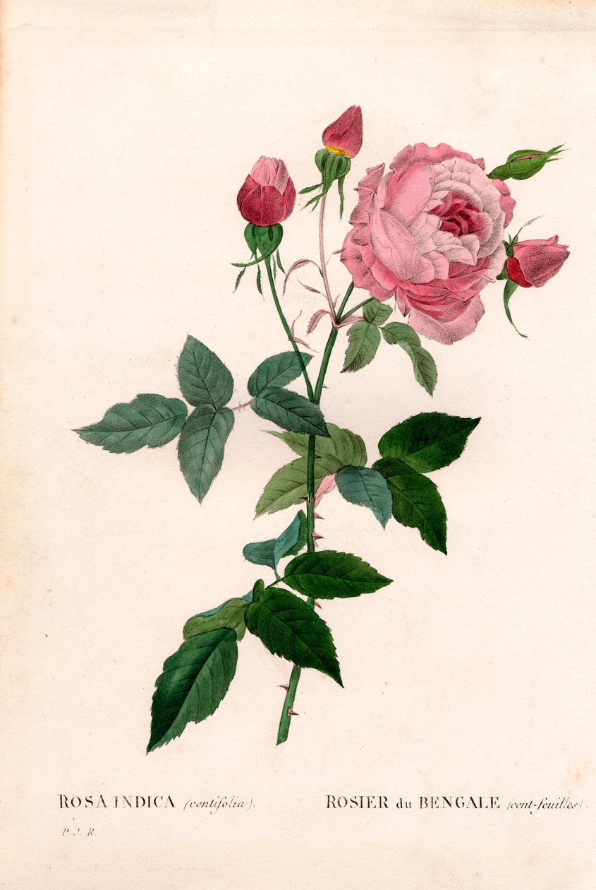 Bengalin 100-lehtinen vaaleanpunainen, Rosa chinensis -lajike, Bengalin ruusu (sadanlehtinen). Käsinvärinen pistekuparikaiverrus Pierre Joseph Redouten teoksesta Les Roses, Paris tekijältä Pierre Joseph Redouté