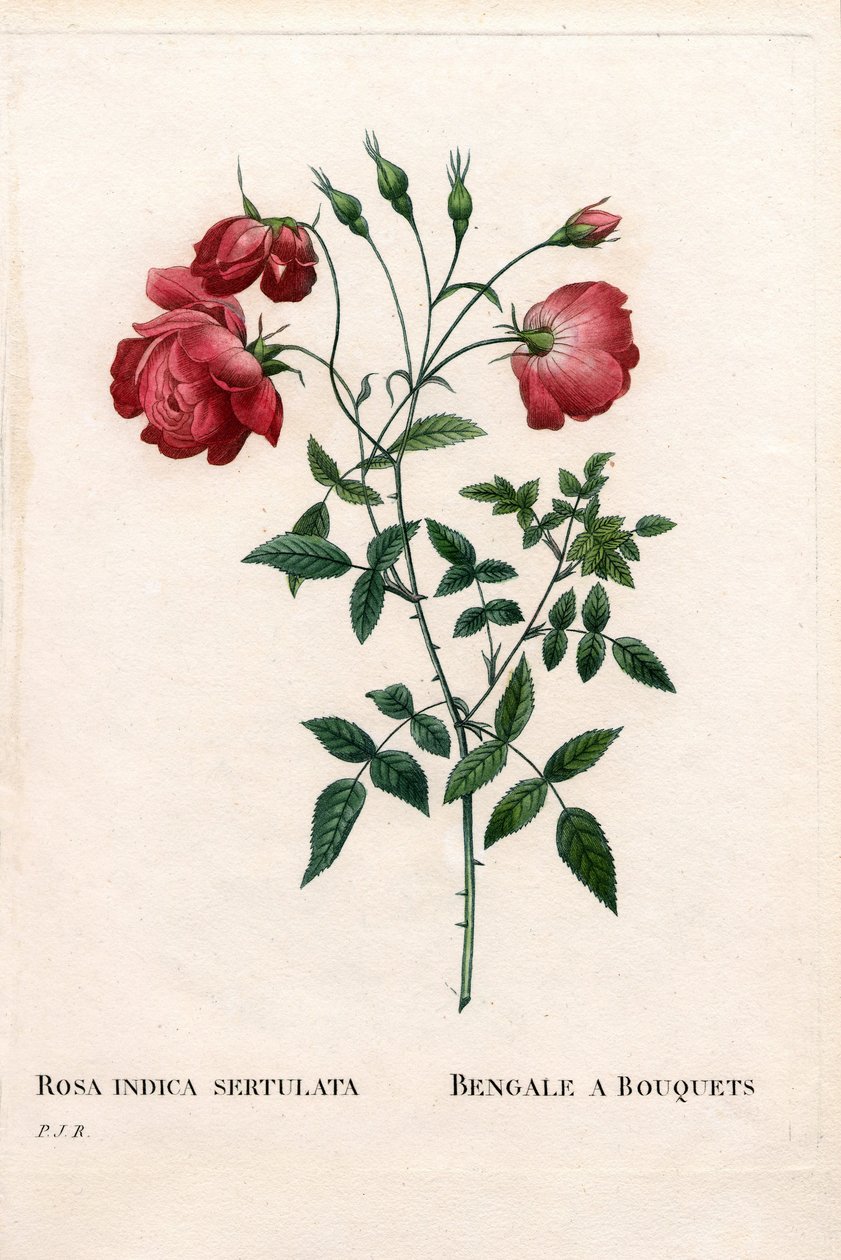 Bengal a Bouquetsin ruusu, Rosa chinensis -lajike. Käsinvärinen pistekuparikaiverrus Pierre Joseph Redouten teoksesta Les Roses, Paris tekijältä Pierre Joseph Redouté