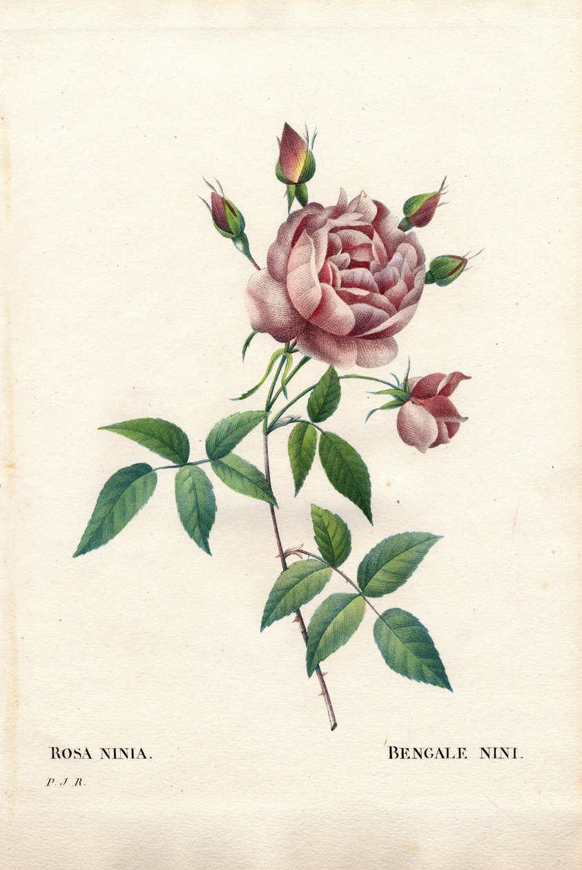 Bengalin nini ruusu, Rosa indica ninia. Käsinvärinen pistekuparikaiverrus Pierre Joseph Redouten teoksesta Les Roses, Paris tekijältä Pierre Joseph Redouté