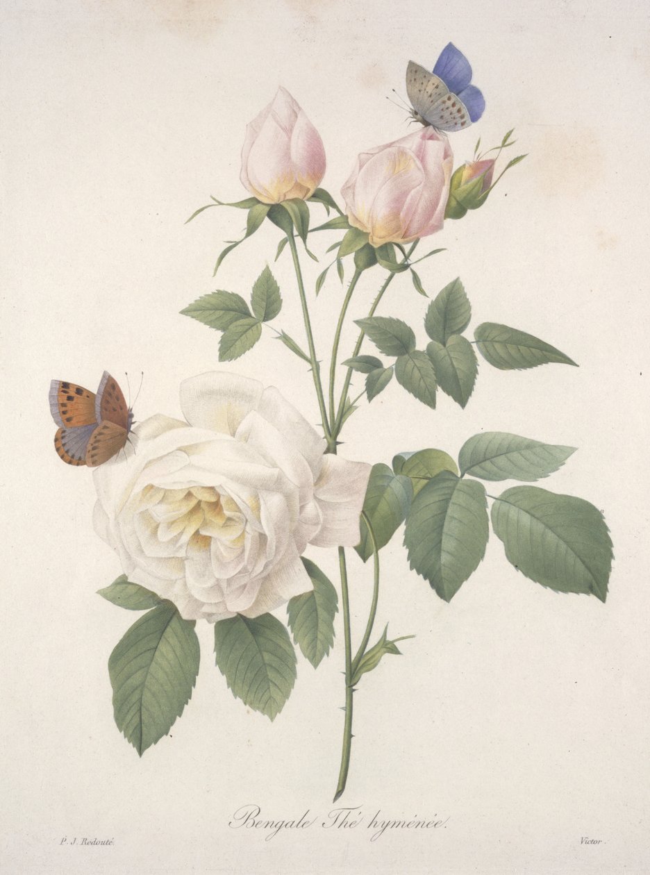 Bengal Hymenal-tee, kauneimpien kukkien ja kauneimpien hedelmien valinnasta, 1827 (käsinvärinen pistekaiverrus) tekijältä Pierre Joseph Redouté