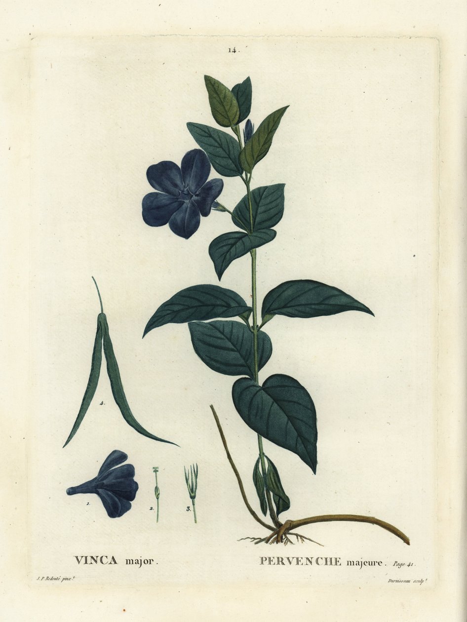 Bigleaf perwinkle, suuri periwinkle tai sininen periwinkle, Vinca major. Duruisseaun käsinvärinen pistekaiverrus Pierre-Joseph Redouten kuvituksen jälkeen Henri Louis Duhamel du Moncelin teoksesta Treat des Arbres et Shrustes, Pariisi tekijältä Pierre Joseph Redouté
