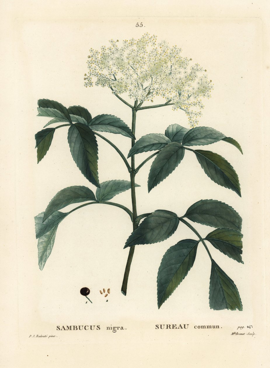 Mustaseljanmarja, Sambucus nigra. Neiti Brenet
