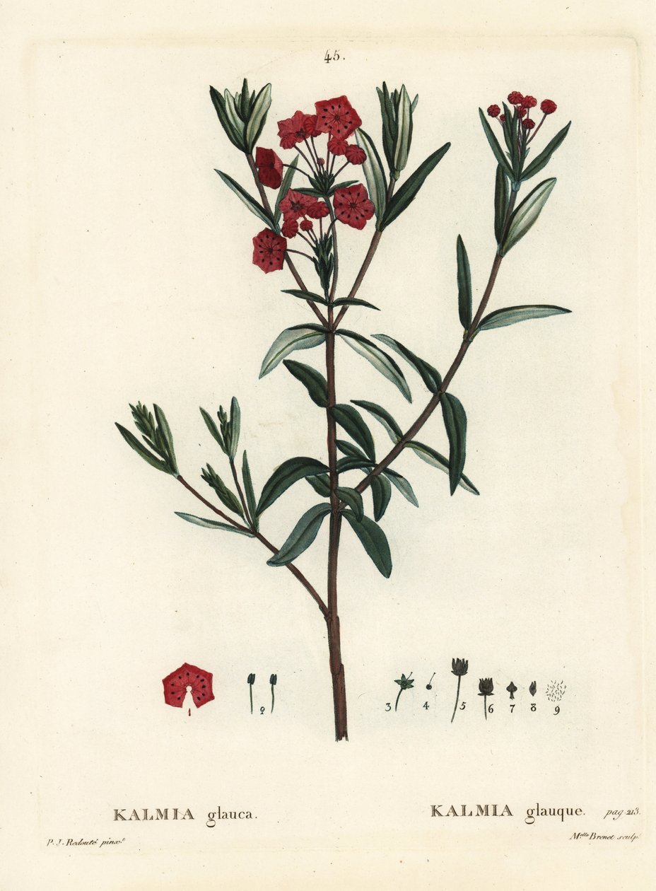 Suonlaakerit, Kalmia polifolia (Kalmia glauca). Neiti Brenet