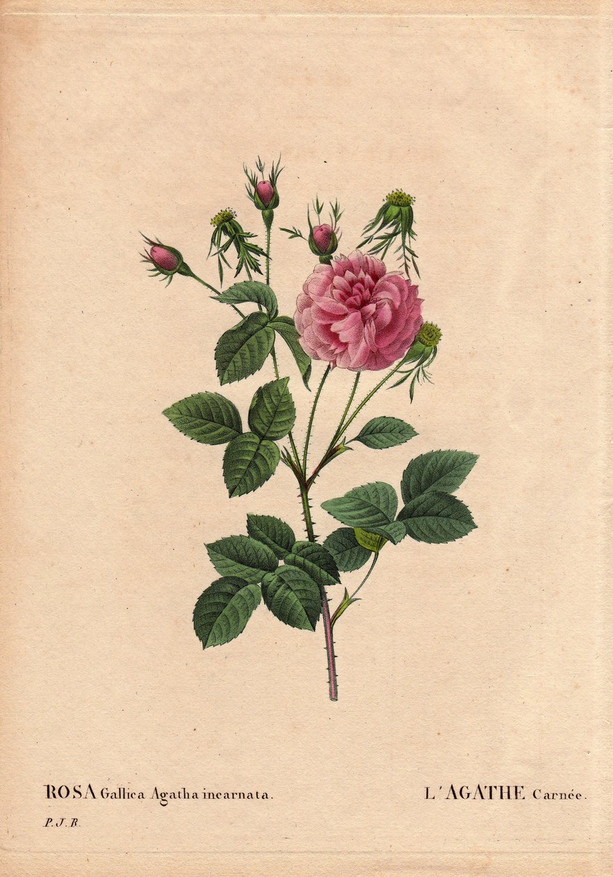 Kasvitieteellinen lauta, kukka, ruusulajike: Agathe carnee (Rosa gallica agatha incarnata). Alkuperä tuntematon, Rose Gallica Damaskin hybridilaji. Pierre Joseph Redouten (1759-1840) teoksessa "The Roses", osa 2 tekijältä Pierre Joseph Redouté