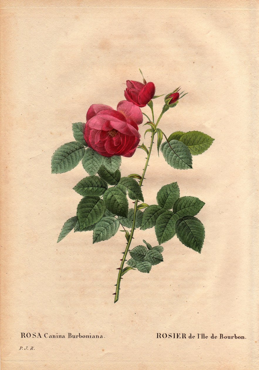 Kasvitieteellinen lauta, kukka, ruusulajike: Bourbon Island Rose (Rosa canina burbonia). Monsieur Jacques viljeli sitä vuonna 1821 Neuillyn puutarhoissa Ranskassa Bourbonin saaren siemenillä. Pierre Joseph Redouten (1759-184) teoksessa Les Roses, osa 2 tekijältä Pierre Joseph Redouté