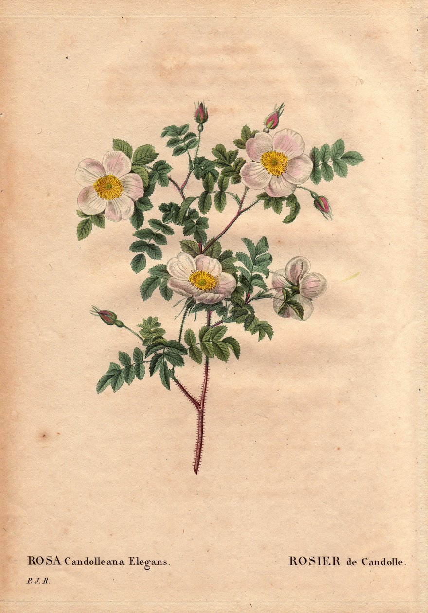 Kasvitieteellinen lauta, kukka, ruusulajike: De Candollen valkoinen ruusu tai Rose de Candolle (Rosa candolleana elegans). Villiruusu, löydetty Etelä-Euroopasta ja nimeltään De Candolle vuonna 1819. Pierre Joseph Redouten (1759-1840) teoksessa Les Roses, o tekijältä Pierre Joseph Redouté